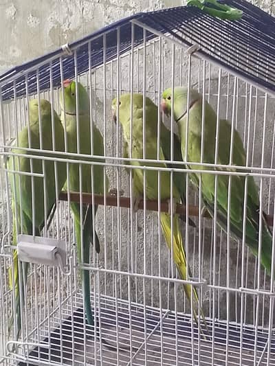 pair full breeder 2 par breede ke ha 03267651269