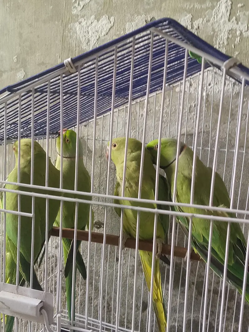 pair full breeder 2 par breede ke ha 03267651269 — photo 2