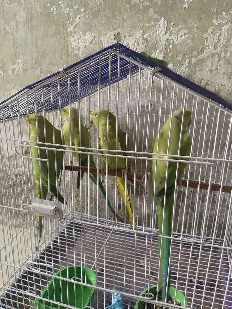 pair full breeder 2 par breede ke ha 03267651269 — photo 3
