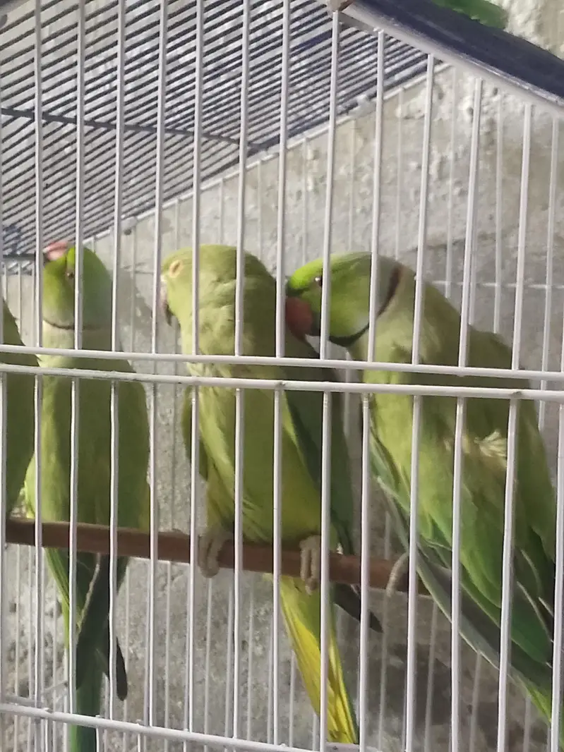 pair full breeder 2 par breede ke ha 03267651269 — photo 4