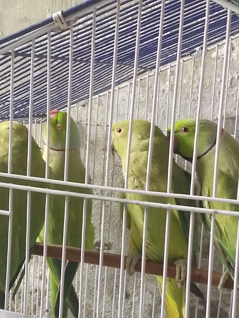 pair full breeder 2 par breede ke ha 03267651269 — photo 5