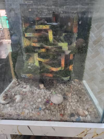 aquariam