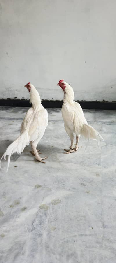 Paper White  ( Heera Aseel  ) 2 Male available . Abbottabad