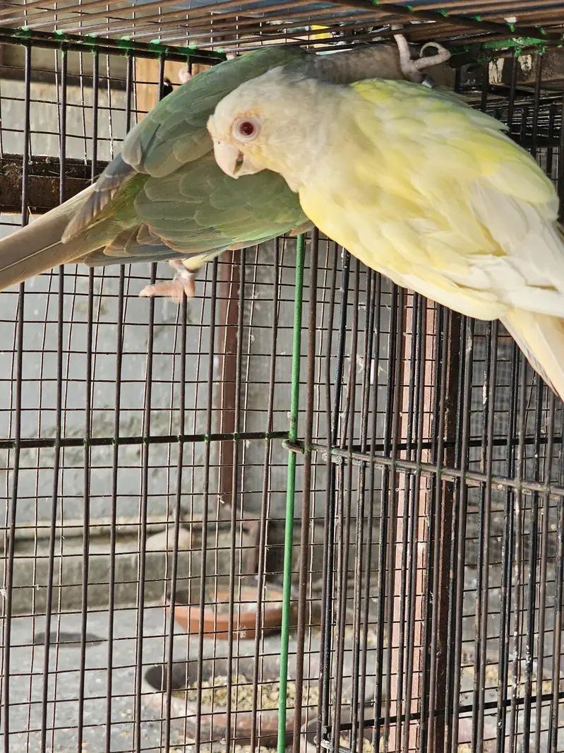 Cremino Breeder Hen
