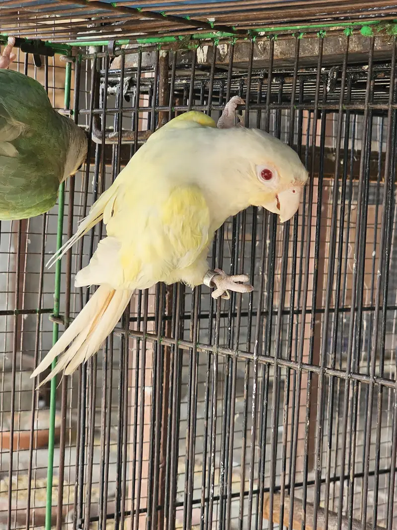 Cremino Breeder Hen — photo 2