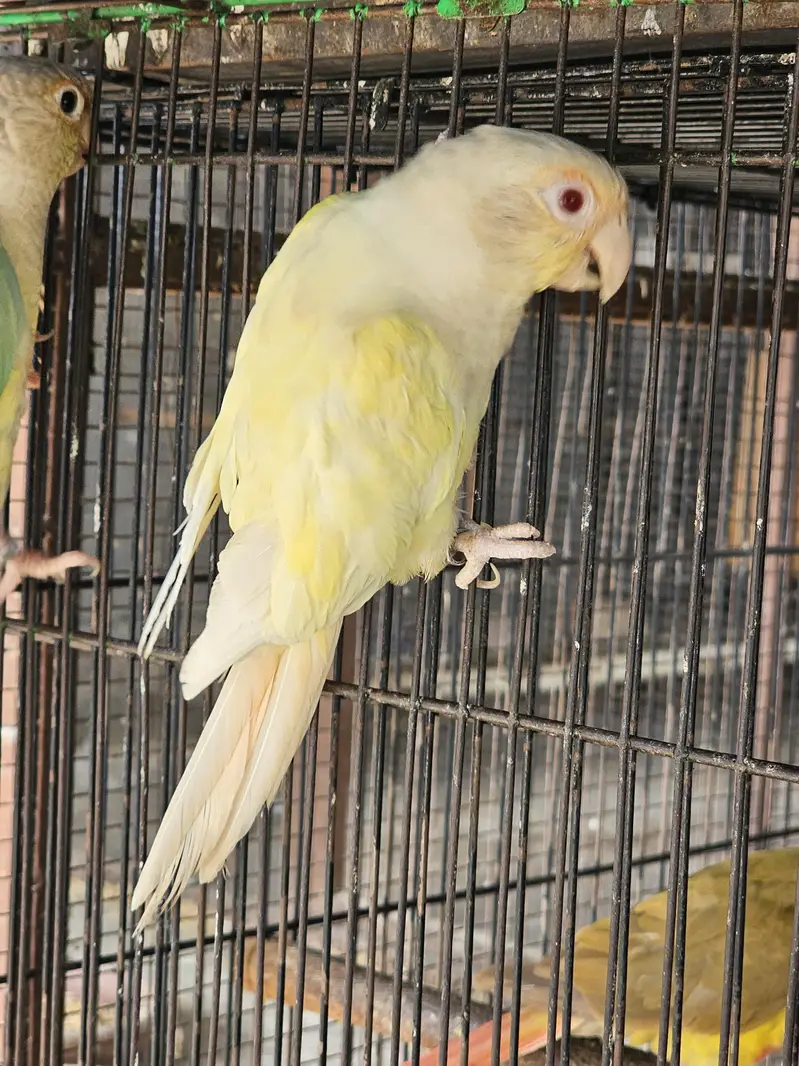 Cremino Breeder Hen — photo 3