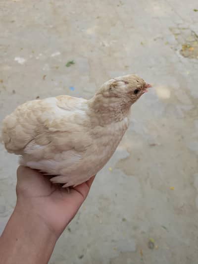 Active White Quail (Bateer) - Loud Calling/Bolne Wala