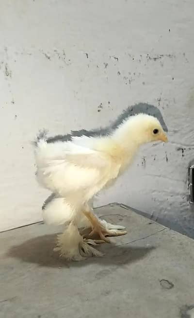White heavy buff chicks
