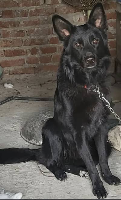 Black Long Coat german shephard female for sale urgent