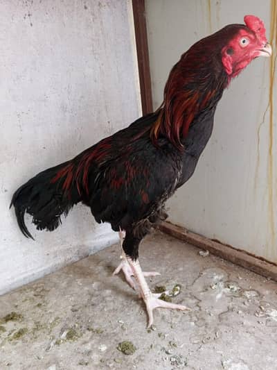 Aseel patha for sale
