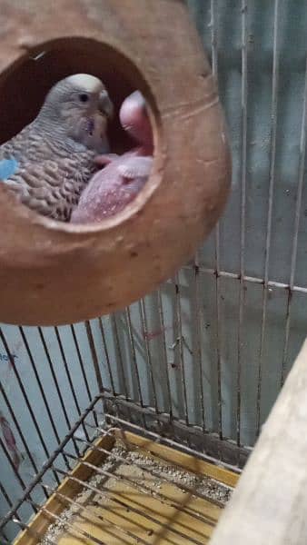 budgies breder pair with 1 chik + love bird green opline pair