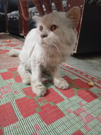 PERSIAN CAT FREE