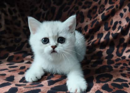 British shorthair