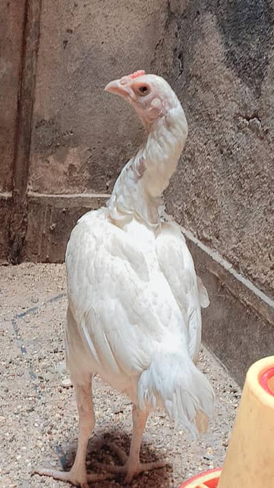 Heera Aseel Kurrak female
