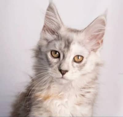 Maine coon