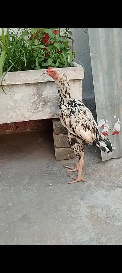Cheena