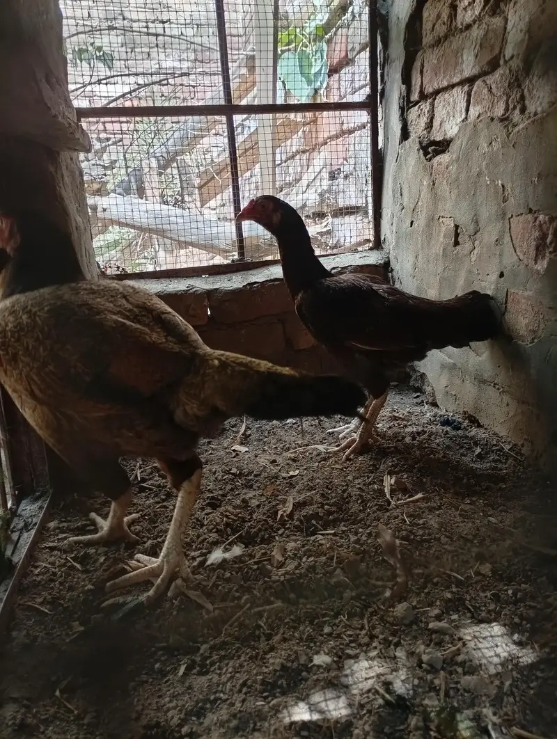 2 Aseel mianwali naseel — photo 2