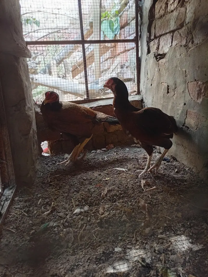 2 Aseel mianwali naseel — photo 3