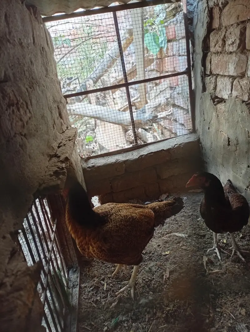 2 Aseel mianwali naseel — photo 4