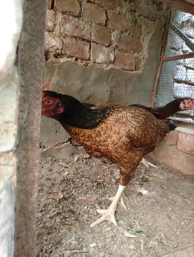 2 Aseel mianwali naseel — photo 5