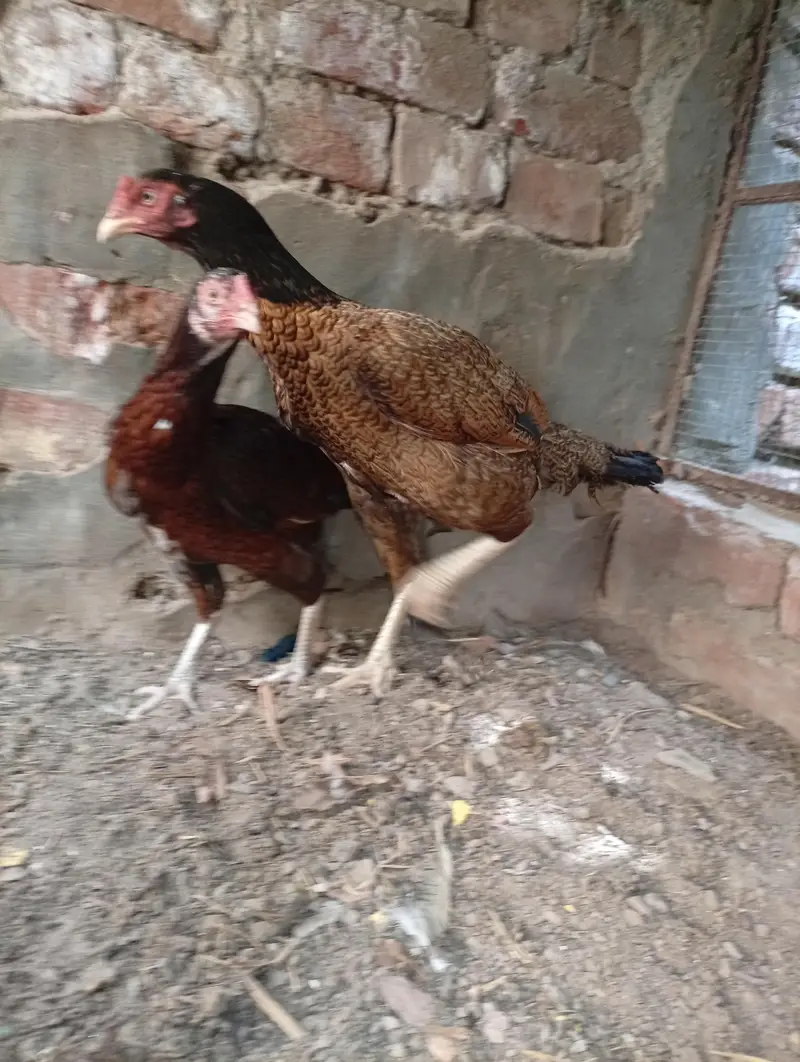 2 Aseel mianwali naseel — photo 6