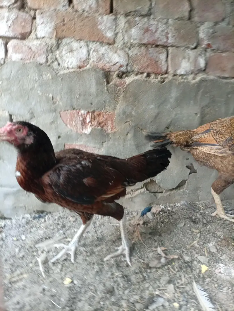 2 Aseel mianwali naseel — photo 7