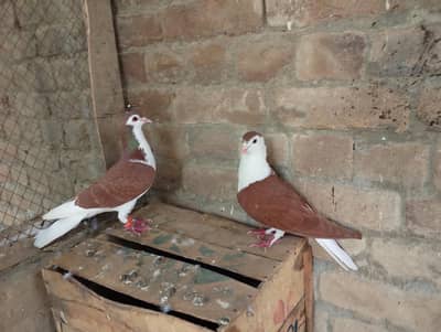 sherazi kabootar jora for sale