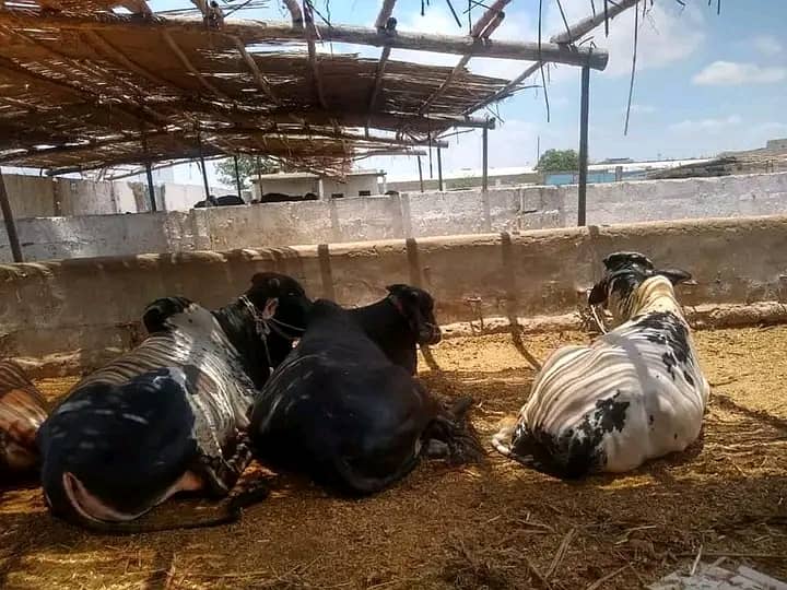 Cattle farm 1