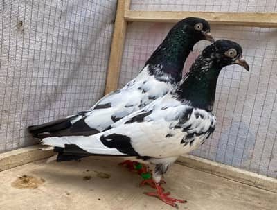 4tedy bredr pairs for sale cargo avil