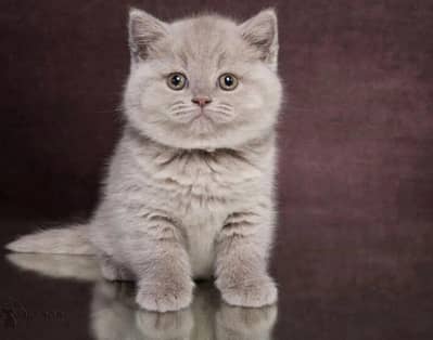 British shorthair