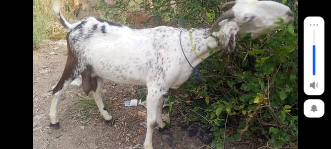 dook wali bakri for sell