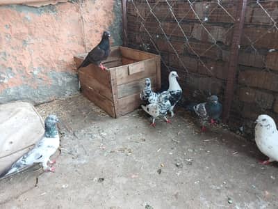 urgent sale