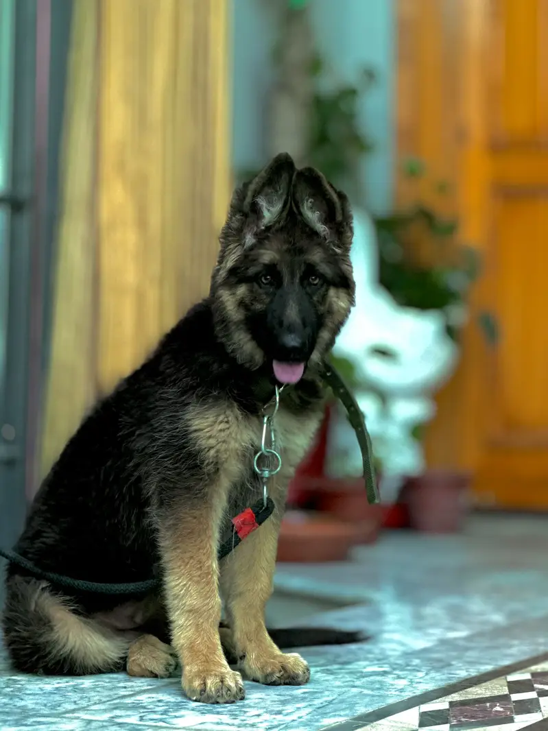 German Shepherd Black Mask
