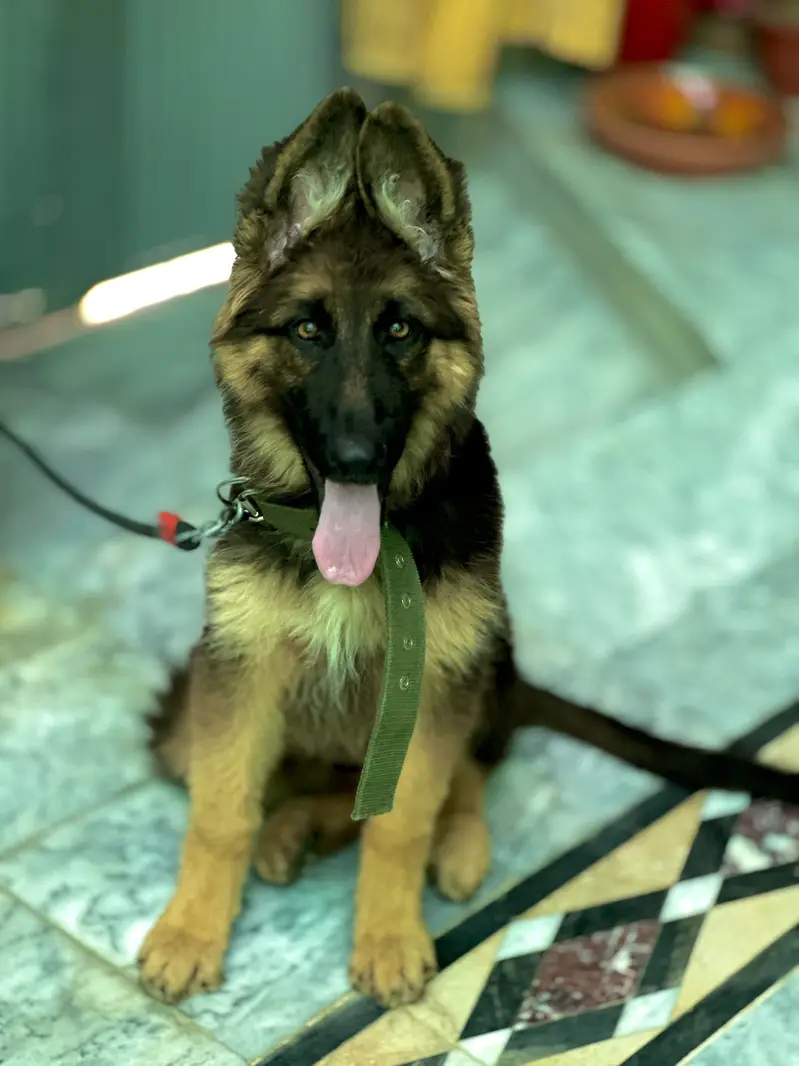 German Shepherd Black Mask — photo 2
