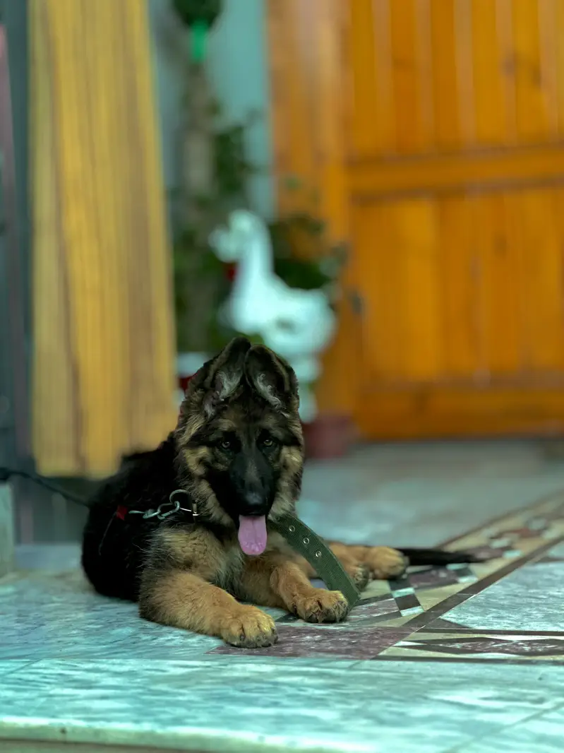 German Shepherd Black Mask — photo 3