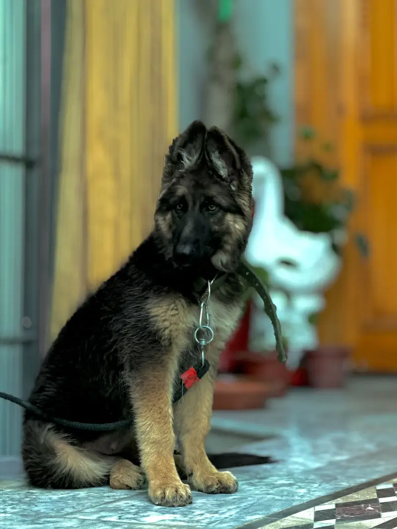 German Shepherd Black Mask — photo 4