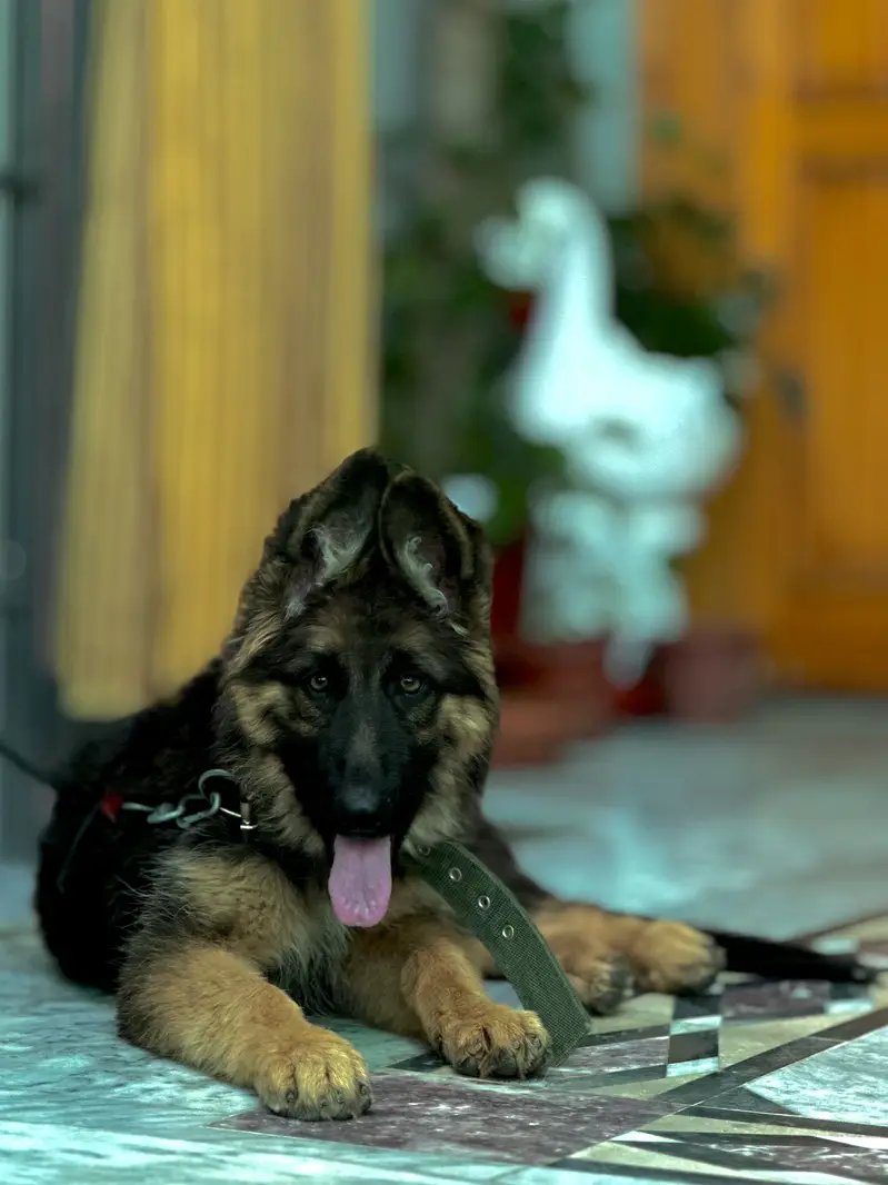 German Shepherd Black Mask — photo 5