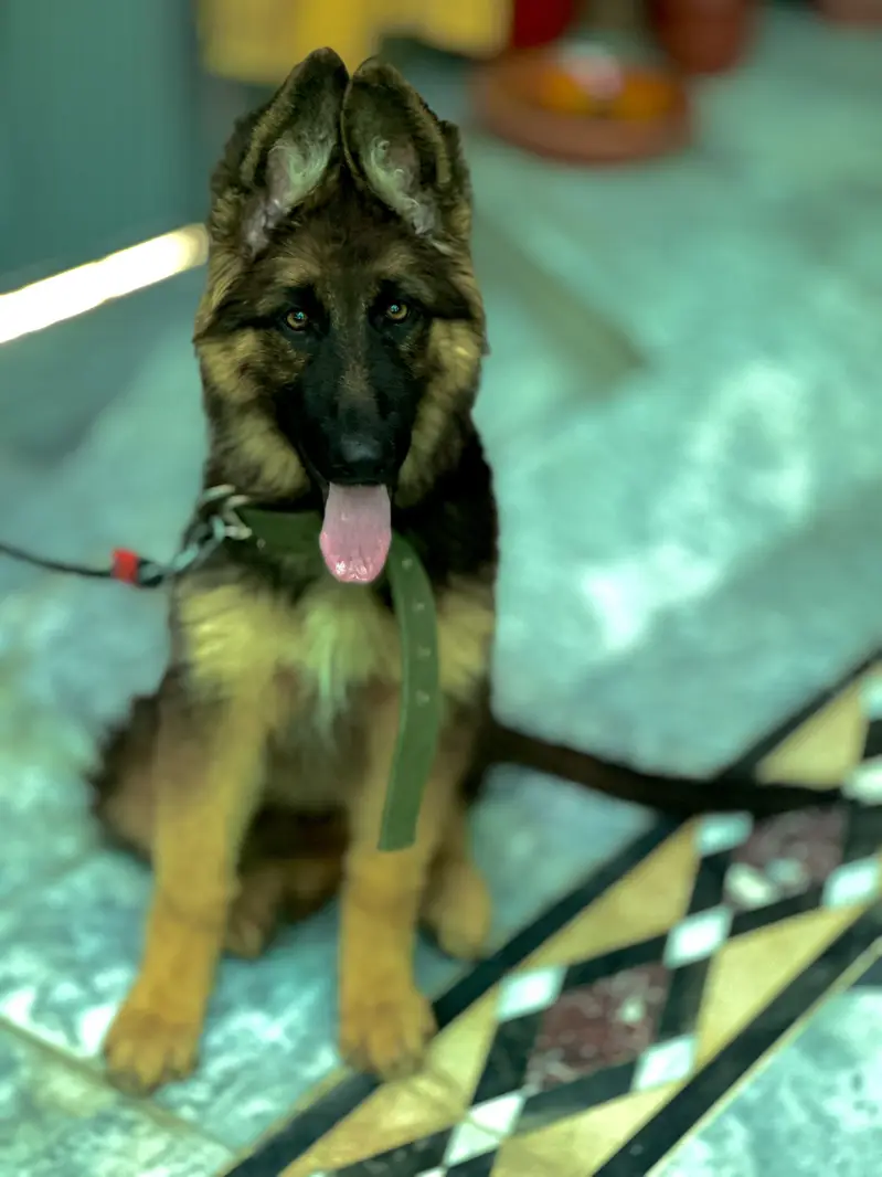 German Shepherd Black Mask — photo 6
