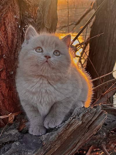British shorthair