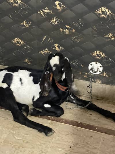 03167916072 watsaap Beautiful bakra ka bacha