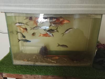 she is aquarium