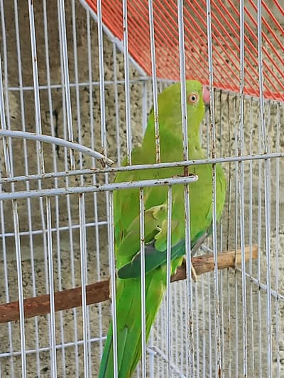 Green parrot for sale