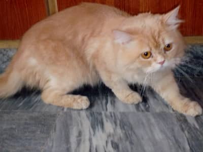 03139205734 whatsapp nmbr bht achi cat he