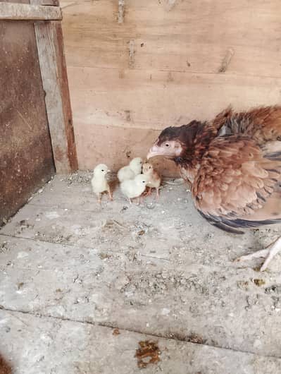 java finches fawn+white with cage