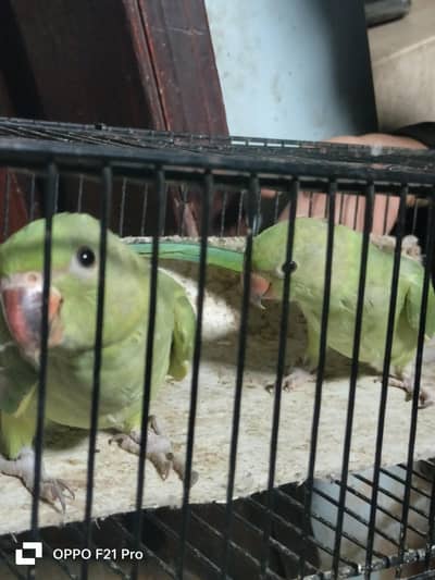 Green Ringneck Pair - Healthy & Young