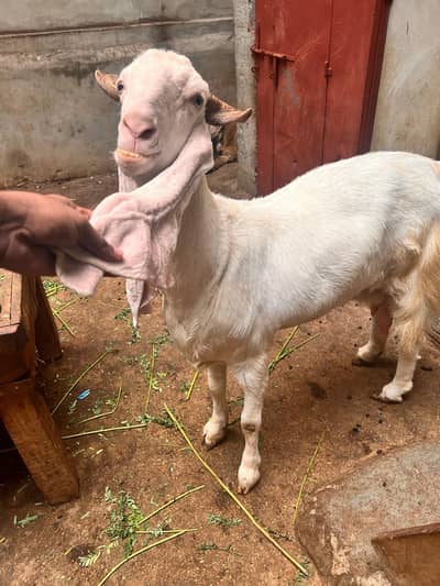pure gulabi bakri