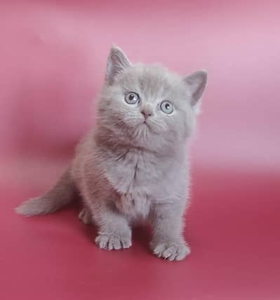 British shorthair