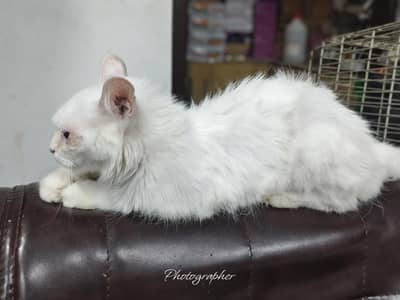 persian cat
