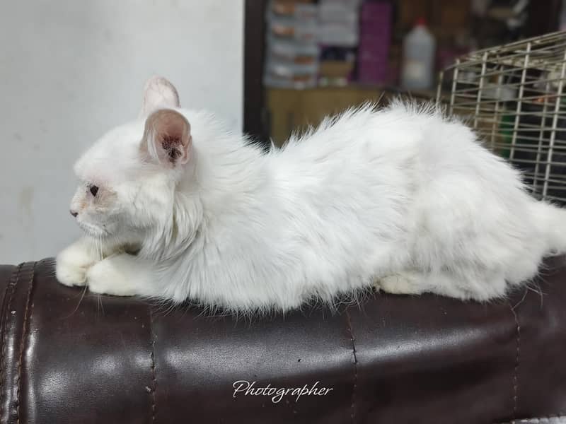 persian cat 0
