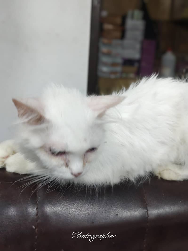 persian cat 2